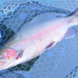 かっこいい魚がいっぱい ～岡崎トラウトポンド～